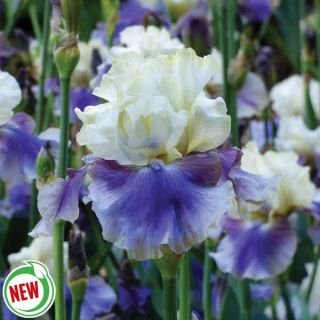 On Deck Iris Thumbnail